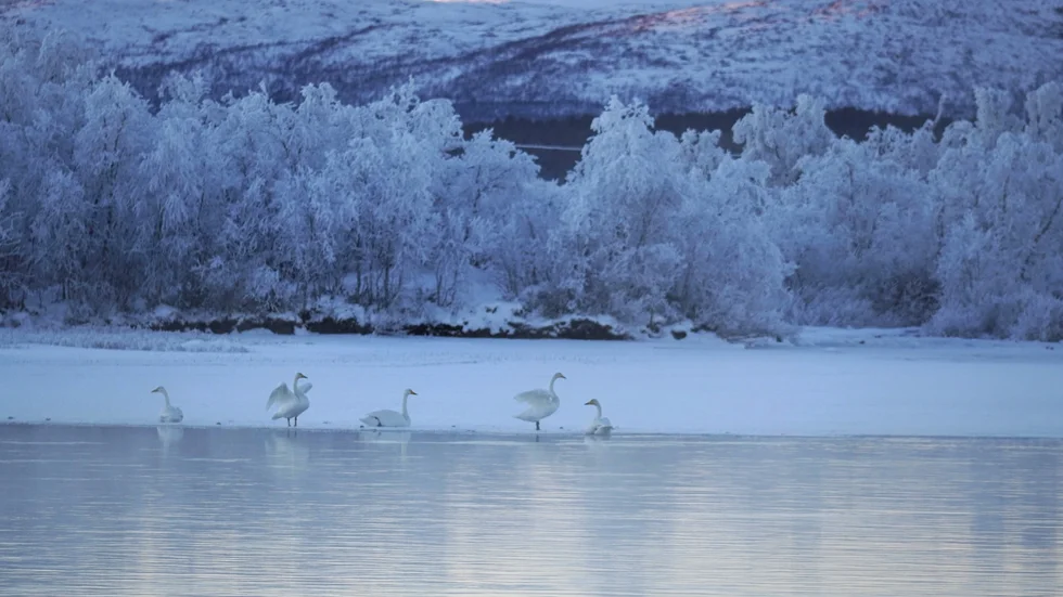 Sagolikt svanmöte. Gunnel Tjäder, Kiruna, tog bilden i Kaalasluspa vid Kalix älv i söndags. "Det var magiskt vackert med sångsvanar vid iskanten. Minus 20 grader", skriver hon, 