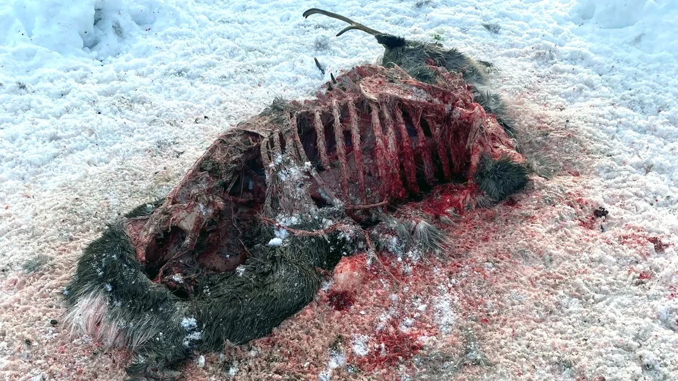 Renkadavret hittades ungefär två kilometer från den misstänkta skottplatsen.
