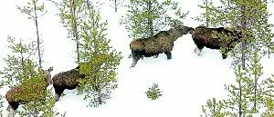 Länets älgstam fortsatt stabil