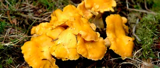 Det finns fler kantarellställen i skogen