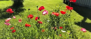 Läsarbilden: Vacker röd vallmoäng