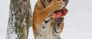 Djurparksveterinärer utbyter erfarenheter på Parken Zoo