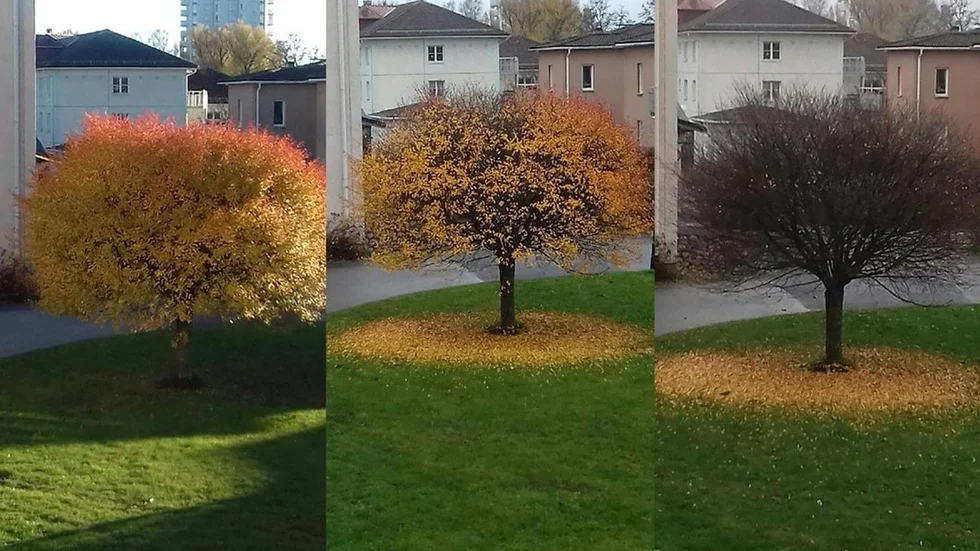 Tre bilder tagna på samma träd men vid olika tidpunkter visar höstens framfart.
