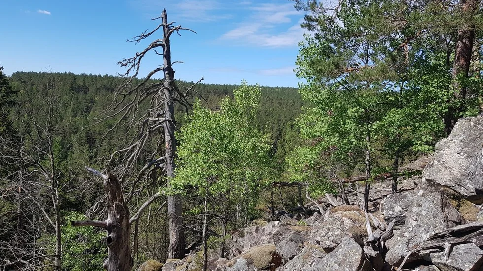 Skogen i reservatet består till största delen av mager hällmarkstallskog, men det finns även bördiga granskogar och lövskog i området.