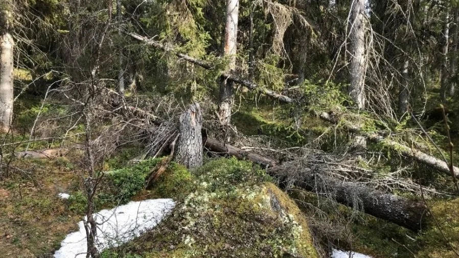 Naturskyddsföreningen i Norrbotten vill att Arjeplogs allmänningsskogar avstyr sina planer på att slutavverka två områden på 30 respektive 25 hektar. 