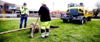 Eskilstuna blir grönare med nya träd