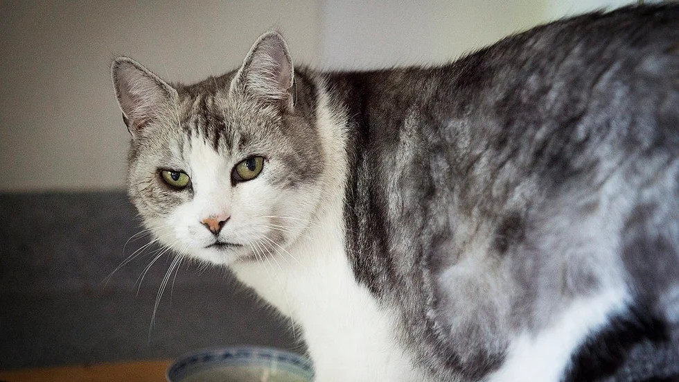 Katten Måns kommer och går som han vill, men trivs bra på Freja.