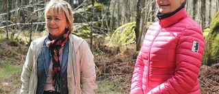 Ask kramade träd på vilse-kurs