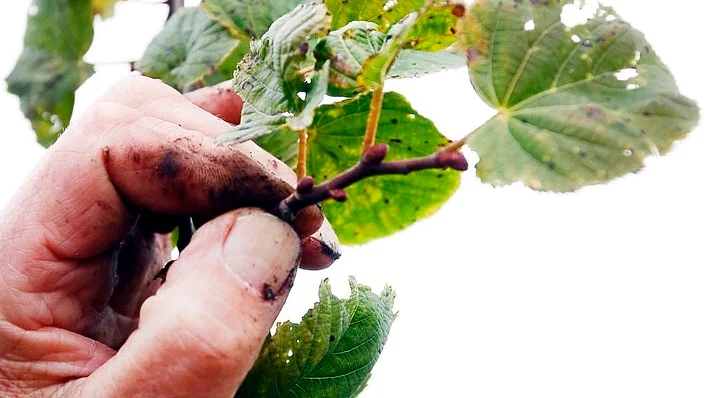 Esko Raita tar tag i en gren. Den bit av grenen som sticker ut mellan hans tumme och pekfinger är årstillväxten sedan trädet planterades. – Denna borde vara någonstans mellan 20-30 centimeter, inte de knappa fem centimetrarna, säger Esko Raita.