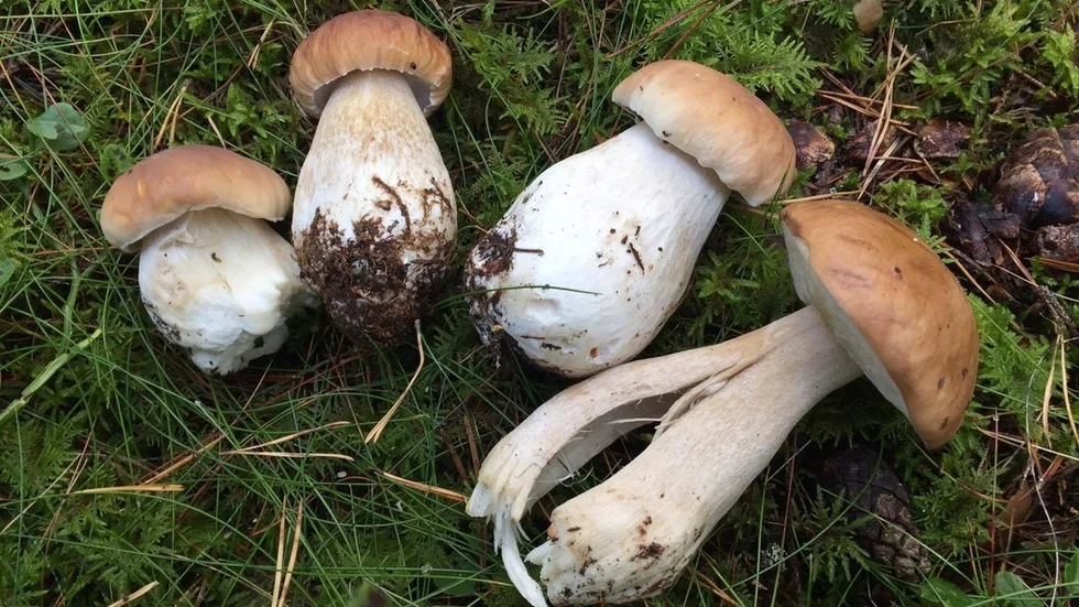 Soppar har den stora fördelen att även om du förväxlar dem, med någon annan sopp, är det i princip ofarligt.