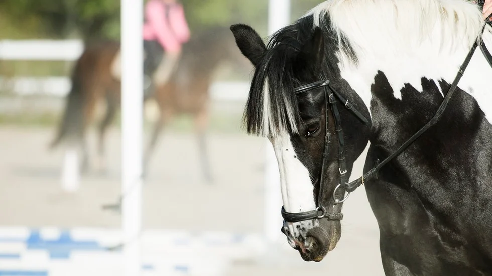 Om ni i kommunen tar bort mitt barns enda intresse – ridning – kommer det att bli en passiv och sorgsen tonåring, skriver insändarskribenten. FOTO: SANDRA NORDIN