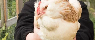 Intriger, vårdnadstvister och riktiga personligheter