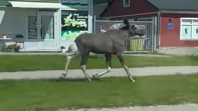 En vilsen älg (troligtvis en fjolårskalv) har de senaste dagarna sprungit omkring på gatorna.