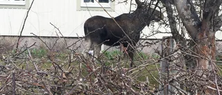 Älg skjuten på öppen gata i Eskilstuna