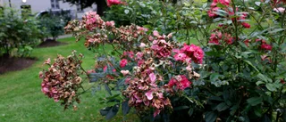 Hagaparkens rosarium som ett herbarium