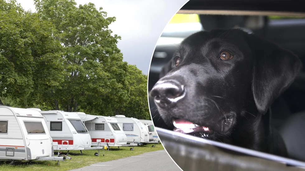 Om somrarna kan det snabbt bli varmt i ett parkerat fordon, och djur som glöms eller lämnas i dessa kan drabbas av uttorkning. Husvagnarna eller hunden på bilderna har inget med artikeln att göra. Arkivbild.