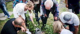 "Midsommardrama" i Gamla Oxelösund