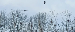 Örnen har landat!