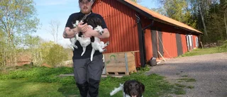 Slut med hundglädje på VIF - för tillfället