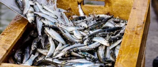 Bristen på surströmming fortsätter – så går det för tillverkarna