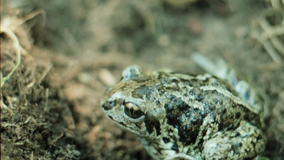 Lökgrodan är en av åtta arter i Sverige. Det övriga är vanlig groda, åkergroda, ätlig groda, långbensgroda, gölgroda, lövgroda, och klockgroda. De flesta arter förekommer främst i Skåne. Alla grodor och paddor är fridlysta.