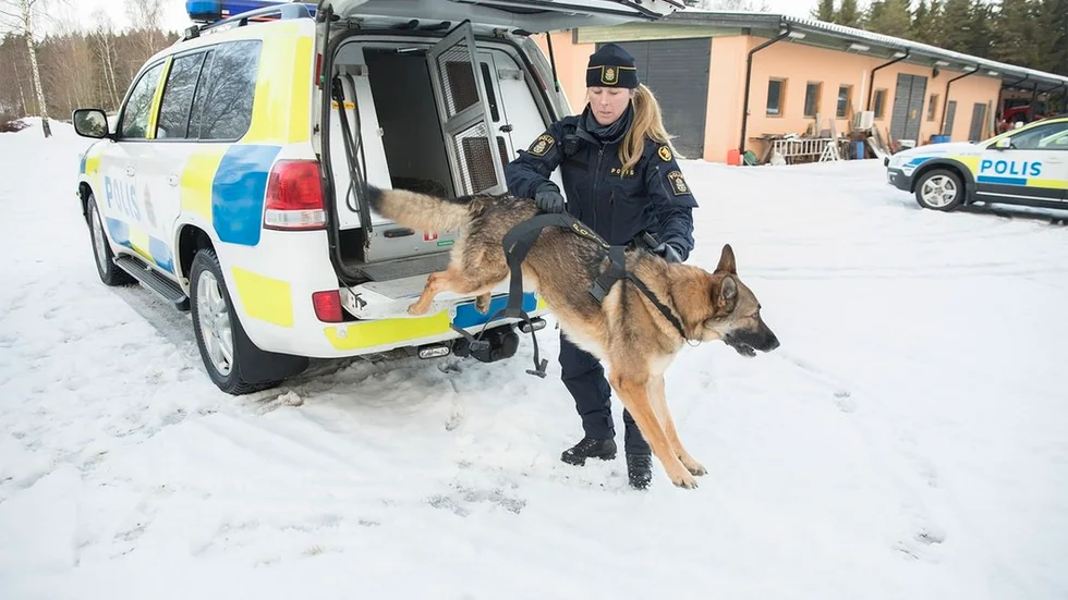 Johanna Wärns kollega i jobbet är 4-åriga schäfern Zimba.