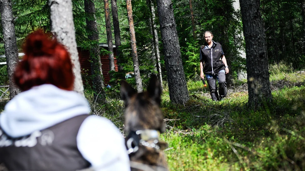 Patrullhunden Glenn med sin ägare Jenny Blomkvist har gjort en övning i stillasittande bevakning och Glenn har just upptäckt Susanne Eriksson i skogen.