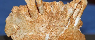 Europas äldsta mänskliga fossil kan ha hittats