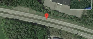 Rådjur på vägen på E20