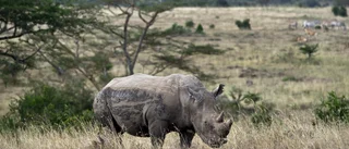 Noshörningar tillbaka i Moçambique