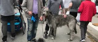 Tjockt med folk på Gnestadagen