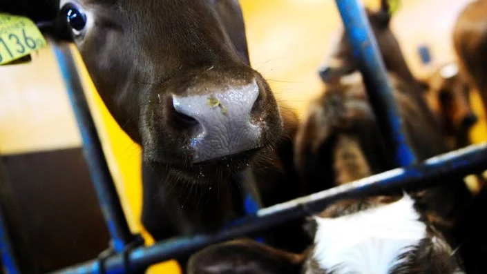 EN JOURVETERINÄR. Regionala djurskyddsrådet har lyft frågan om veterinärernas långa sträckor att köra under jourtid och menar att om det blir än sämre riskerar djuren att bli lidande. Kvällar, nätter och helger bemannas hela fyrkanten av en veterinär då det kommer till stordjur.