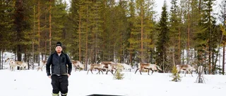 Forskare: Renar påverkas av vindkraftverk