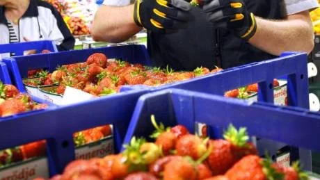 MIDSOMMAREN RÄDDAD. Jodå, trots larm om det motsatta så finns det svenska jordgubbar i butikerna. På Ica Kvantum i Luleå hade Mats Östling kört in travar med de åtråvärda midsommarbären.Foto: EIJA DUNDER