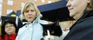 Kattakuten blev av med dagskassan
