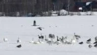 HEMVÄNDARE. Både tranor, gäss och sångsvanar har vänt åter till Norrbotten.
