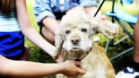 KELIG. Den amerikanska cocker spanieln Zelda, 8, hade verkligen inget emot att bli klappad av barnen.