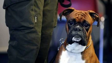 SNYGGAST I STAN?Viktor heter snyggboxern från Snazzys kennel som värdigt glider runt bland de andra vovvarna.