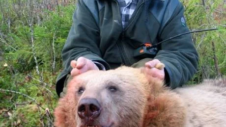 BJÖRNATTACK. Ove Lööw blev överfallen av en 120 kilo tung björnhona när han smög på ett ståndskall. "Det enda jag tänkte på var mina barn", säger han.Foto: STIG GRANSTRÖM