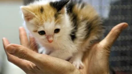 upphittad. Om man hittar en katt ska man kontrollera om katten har halsband med uppgifter om ägare.Foto: Maja Suslin/Scanpix