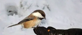 Närkontakt i lavskrikans skog