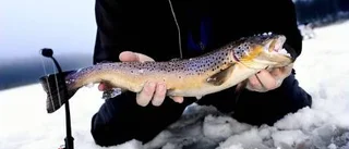 På jakt efter storrödingarna i Sjulsmark