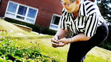 goda bär. "Smultronen växer så det knakar", berättar Asta Rova som själv har varit med och odlat dem.