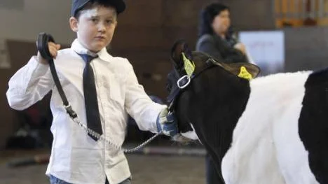 6-årige Emil Sandin visade rutin i grenen Showmanship där barn och ungdomar visar prov på gott handlag med djuret. "Han vet hur man ska hålla grimman", var speakerns kommentar.