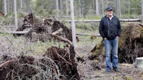 Stugägaren Ola Bergström är upprörd över Piteå kommuns slappa agerande. "Timret blir förstört om det får ligga och det handlar ju om massor med pengar", säger han.