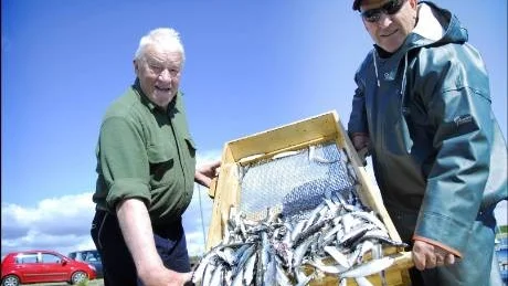 Fina fisken. När fisken är rensad väntar blodlake och åtta veckor i trätunnor för dessa nyfiskade strömmingar. I augusti har de jäst klart och då vankas stor fest i Kallax. Byborna Elof Vikström och Ulf Lindgren ser fram emot premiären.