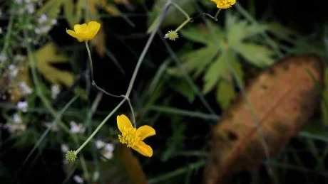 SMÖRGULT. Smörblommorna tävlar med höstsolens sista gula strålar.   Foto: Håkan Gidlöw