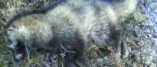 Jägare uppmanas fånga mårdhundar