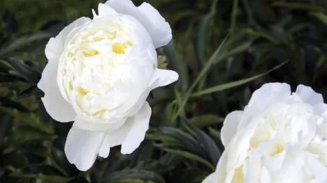 Den vita doftpionen Marie Lemoine, med en aning citrongul mitt, är bra som snittblomma.