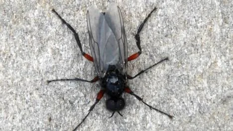 Så här ser den ut, ryssflugan Bibio Pononae, med sina karaktäristiska röda ben.